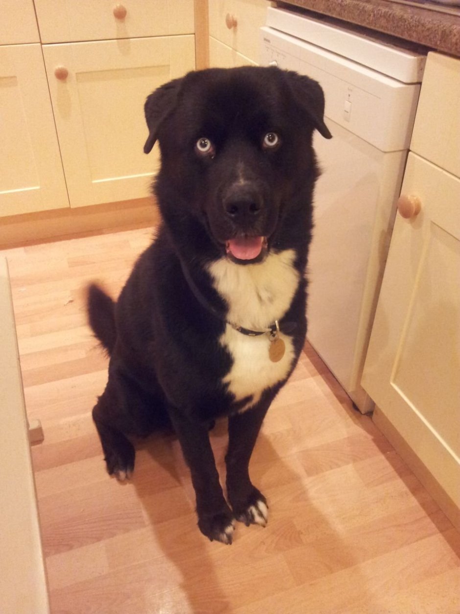 Самоедская лайка черная метис