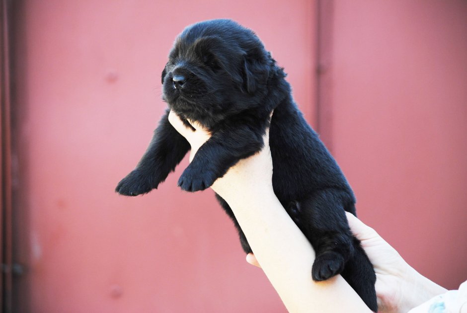 Ньюфаундленд и лабрадор