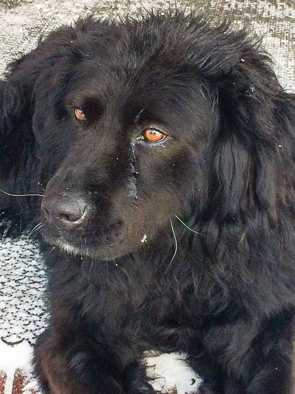 Ньюфаундленд и овчарка