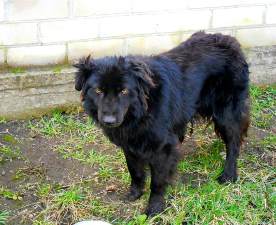 Метис лабрадора и ретривера