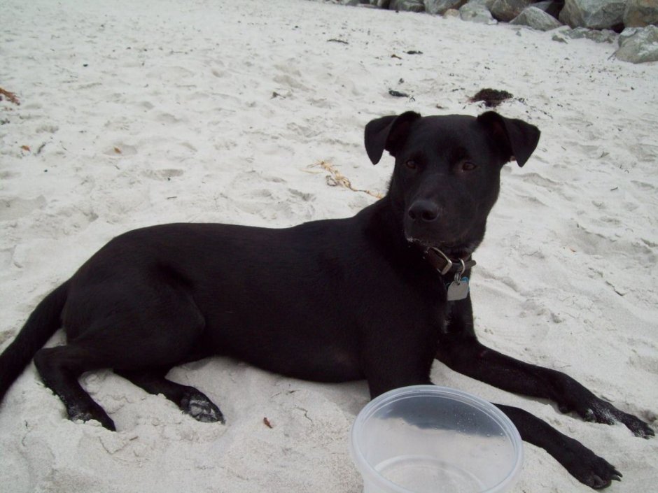 Лабрадор и Стаффорд