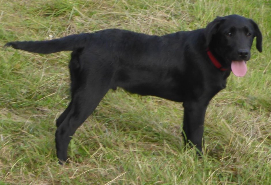 Метис собака черная