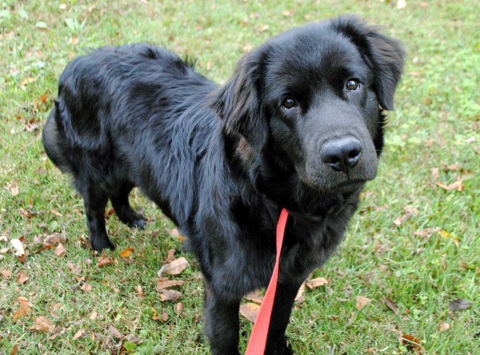 Метис немецкой овчарки и ньюфаундленда