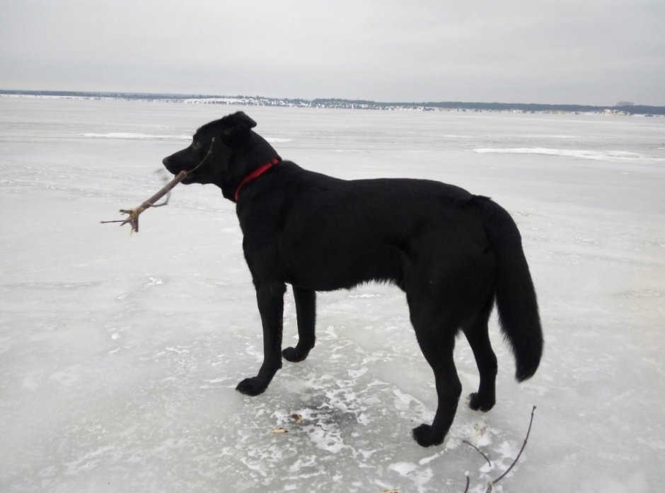 Ньюфаундленд и золотистый ретривер