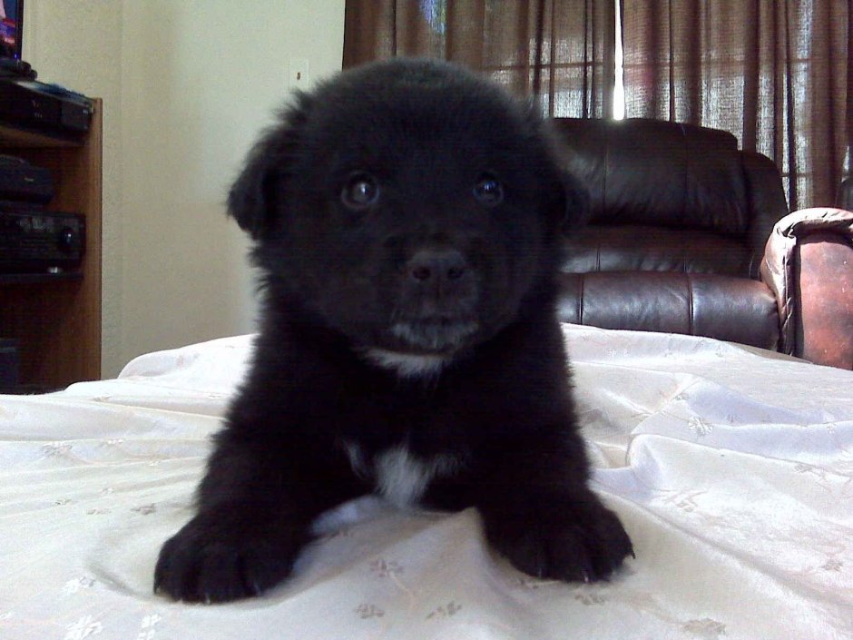 Ньюфаундленд (порода собак)