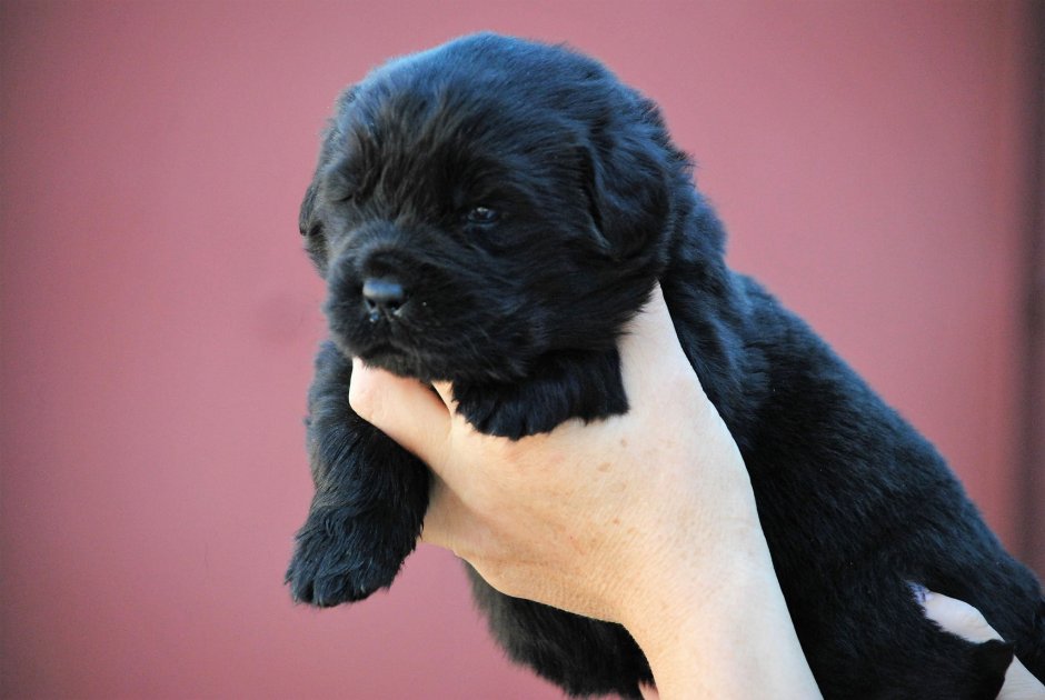 Лабрадор ньюфаундленд порода