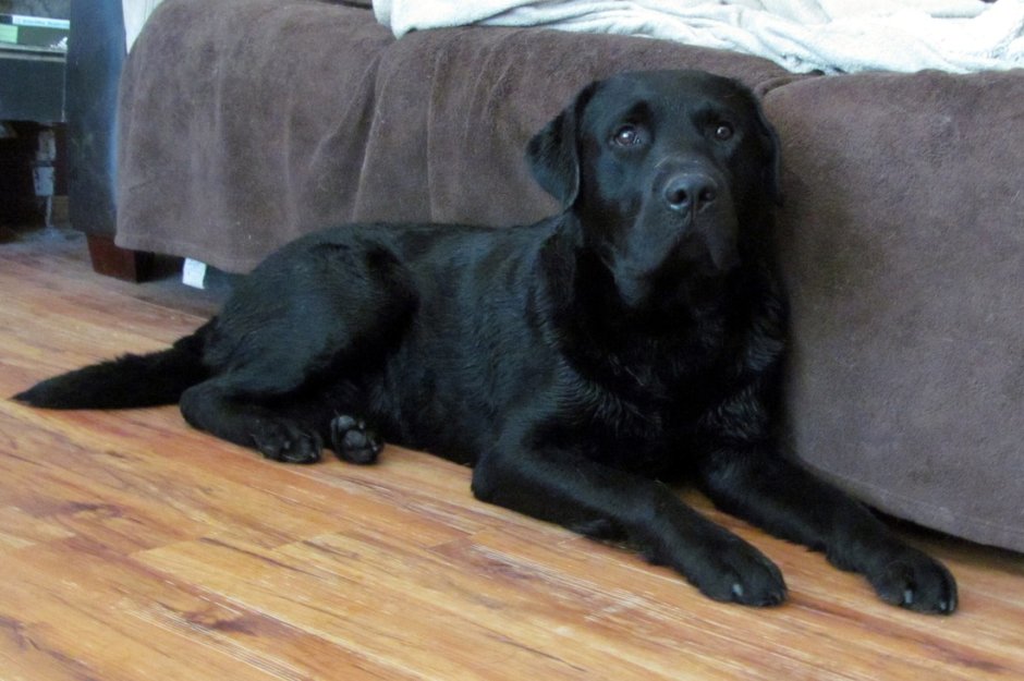 Лабрадор ретривер черный гладкошерстный