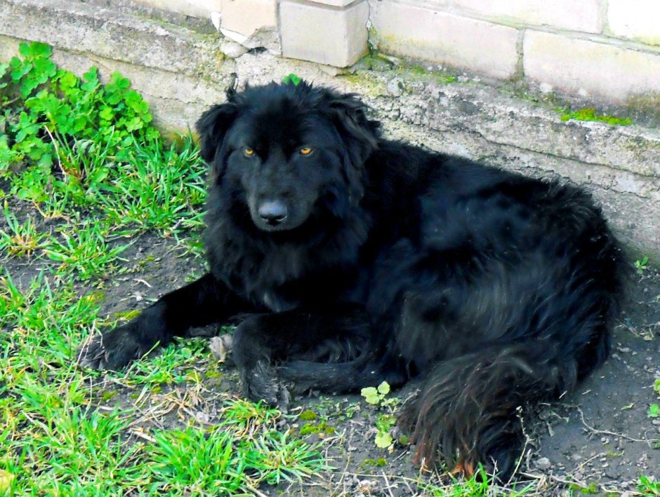 Метис ньюфаундленда