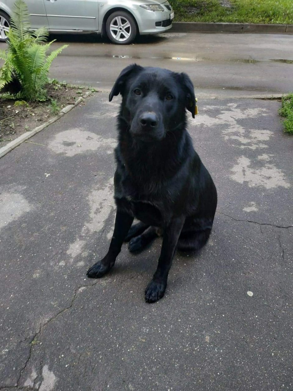 Веймаранер и лабрадор метис