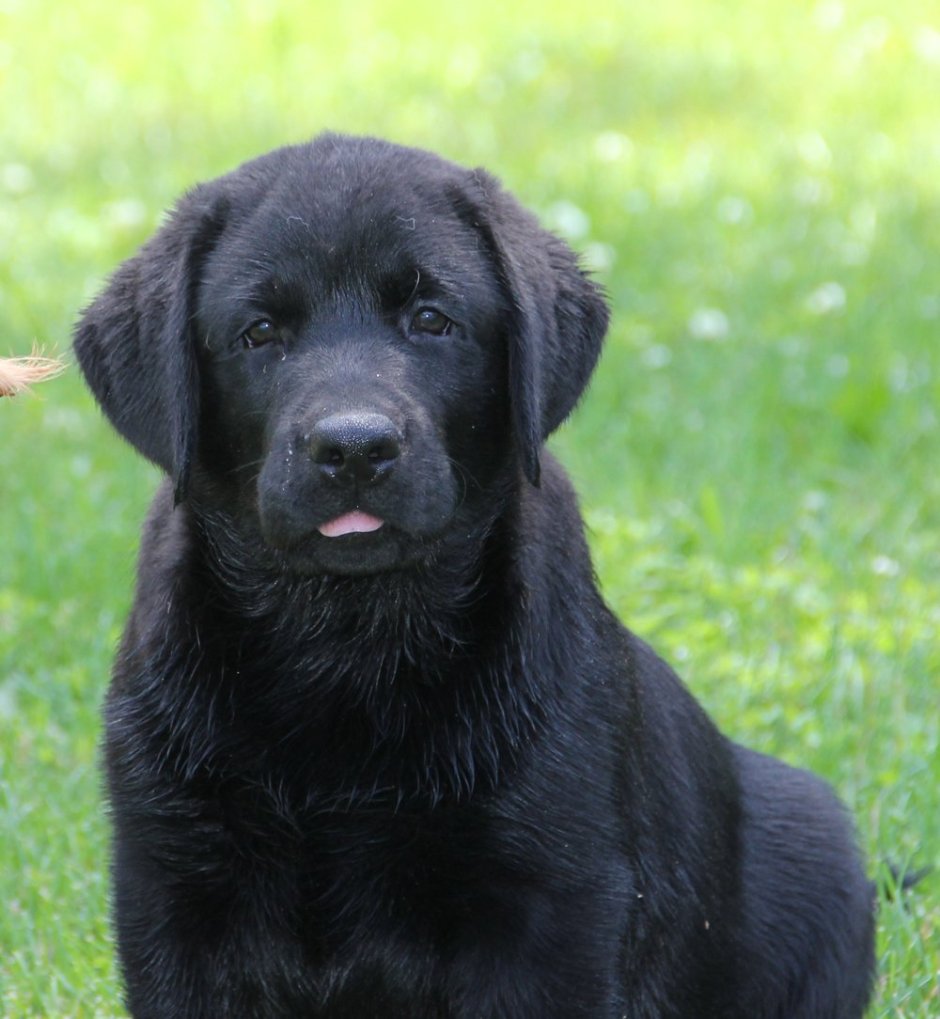 Метис лабрадора 27 фотосайт вплатье.ру