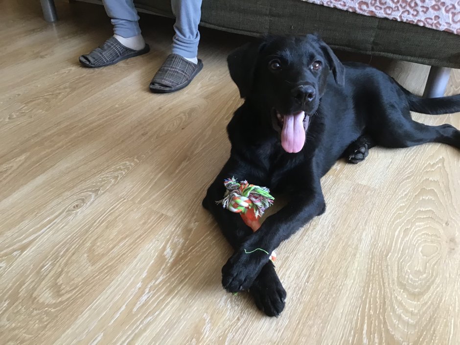 Лабрадор метис черный