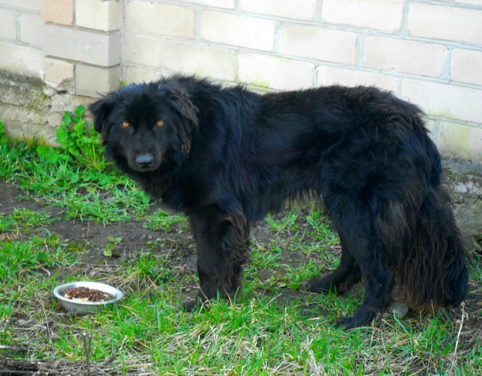 Лабрадор ротвейлер черный