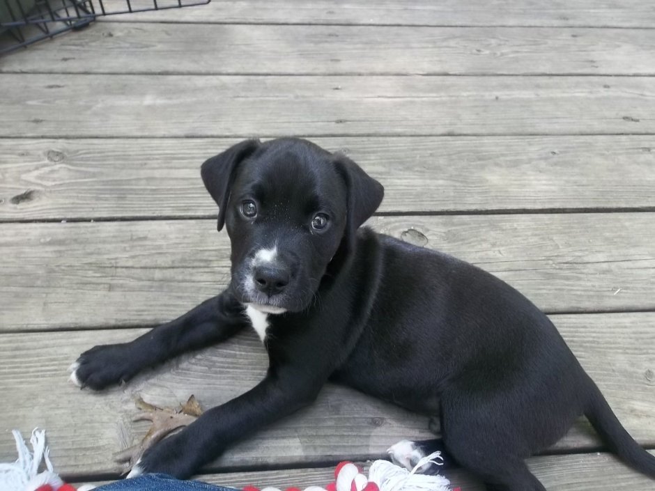 Метис лабрадора и дворняги