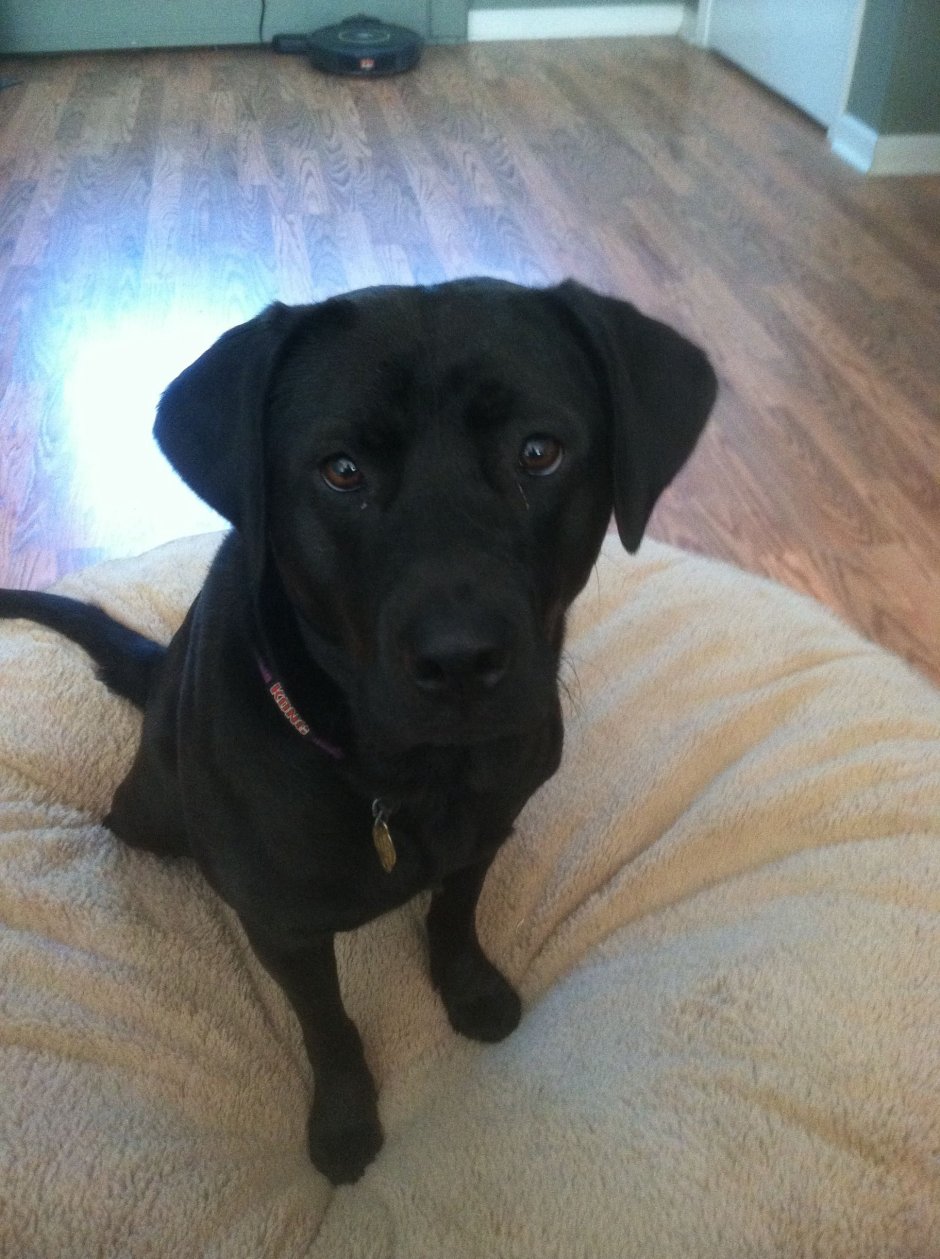 Метис спаниель и дворняжка