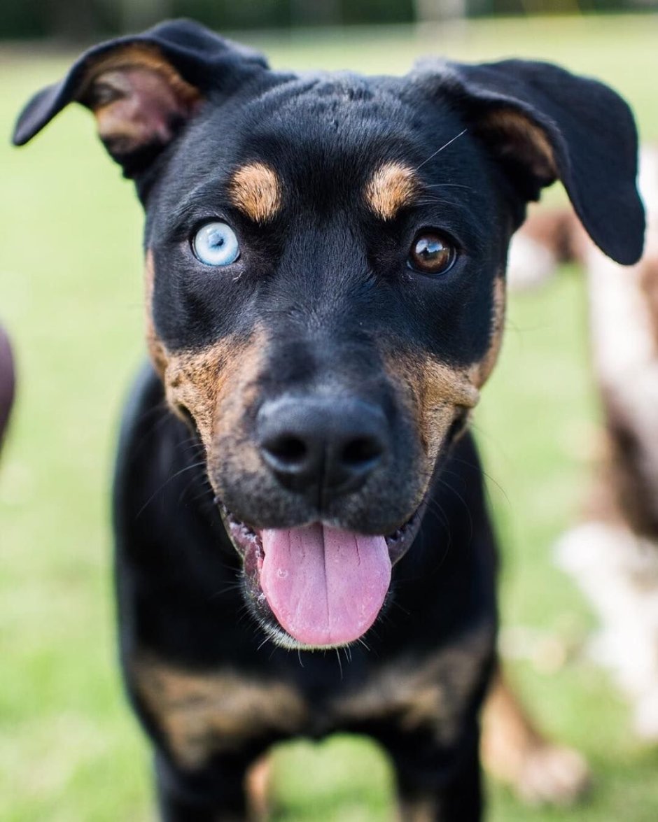 Husky Rottweiler Mix