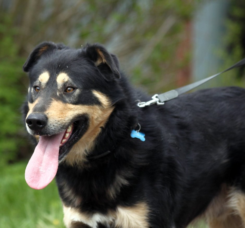 Half Husky half Rottweiler