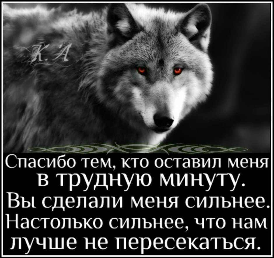 Красивые статусы с волками