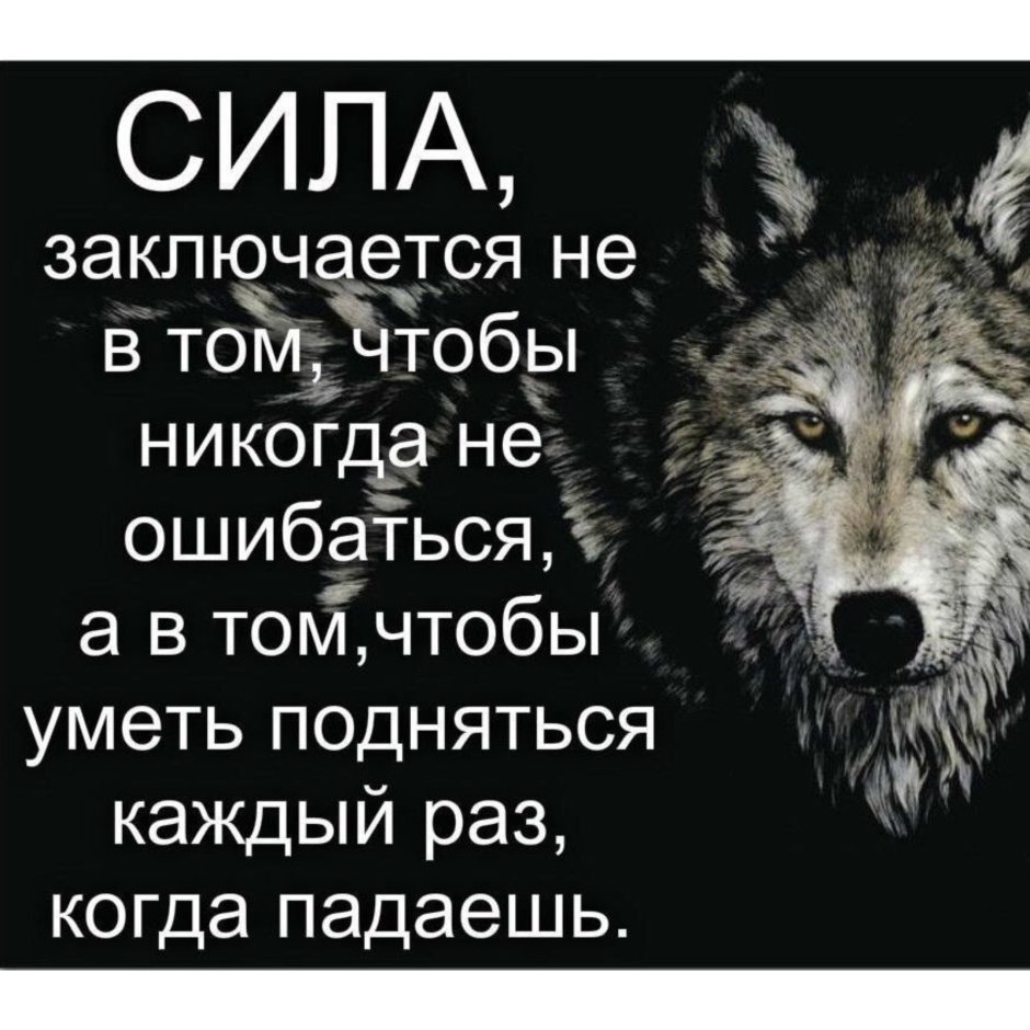 Волк обои