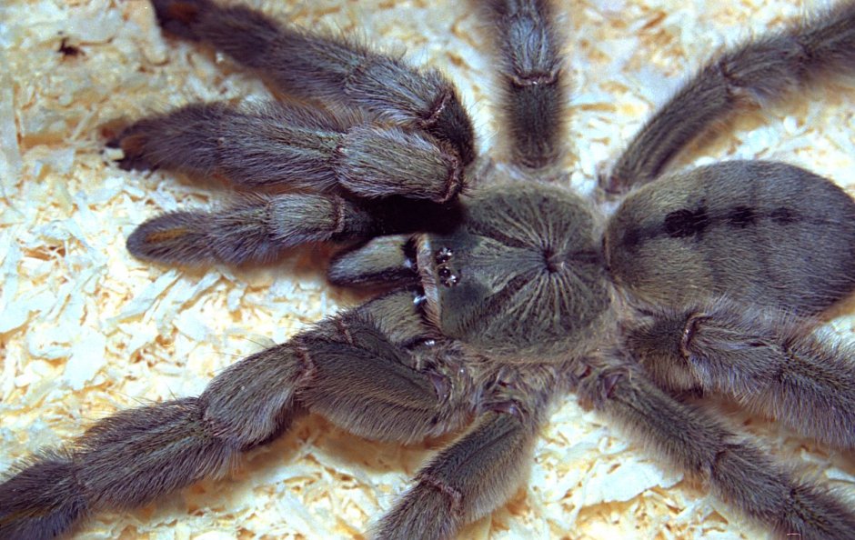 Pamphobeteus vespertinus