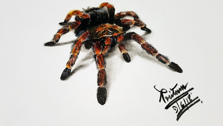 Паук Giaus villosus
