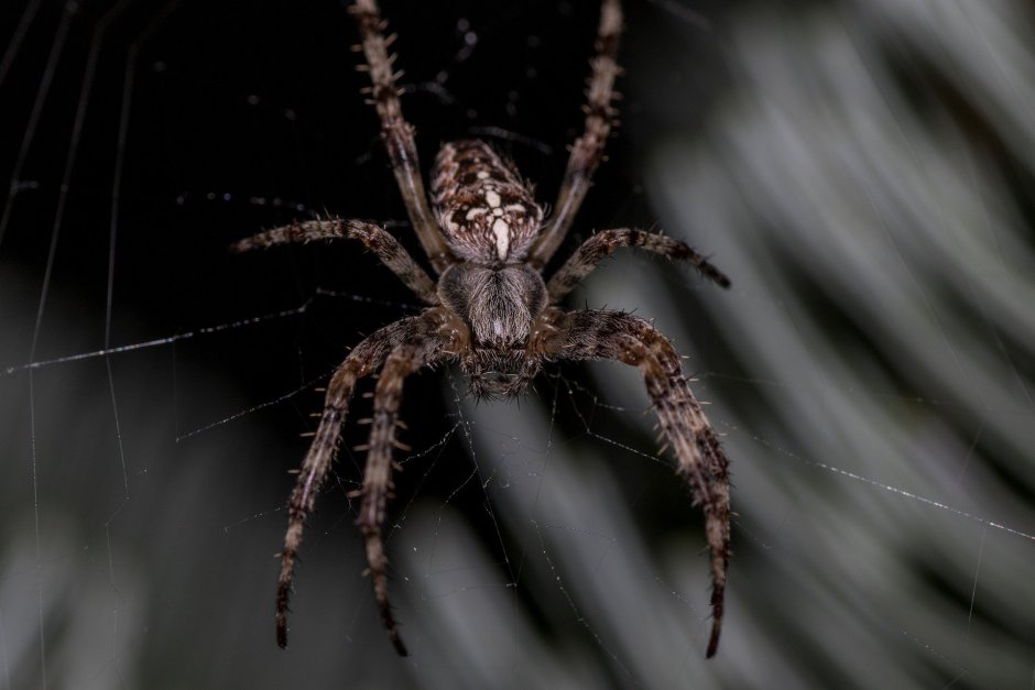 Lycosa praegrandis