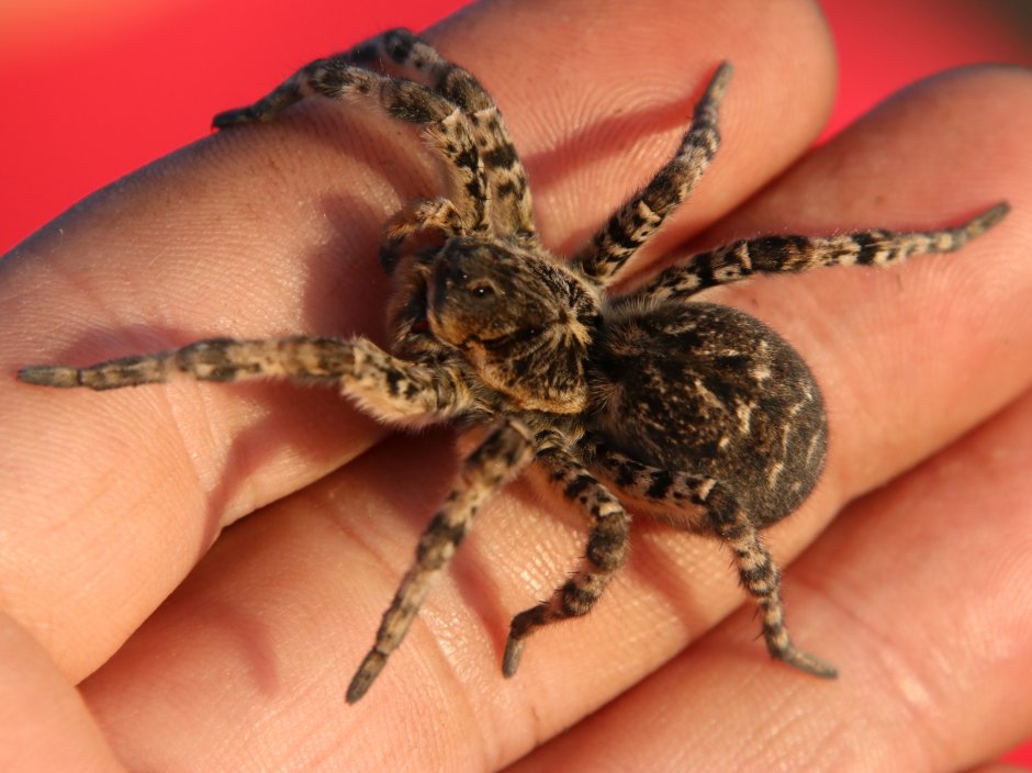 Poecilotheria hanumavilasumica