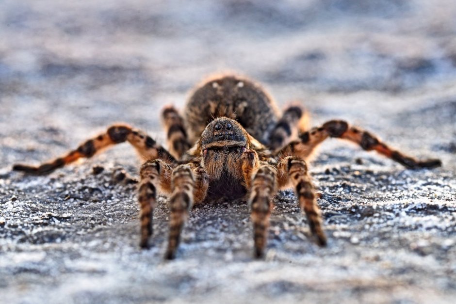 Паук птицеед Avicularia versicolor