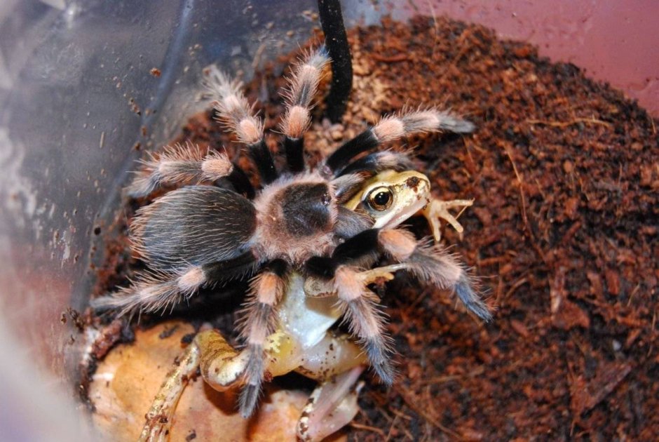 Toxeus Magnus молоко