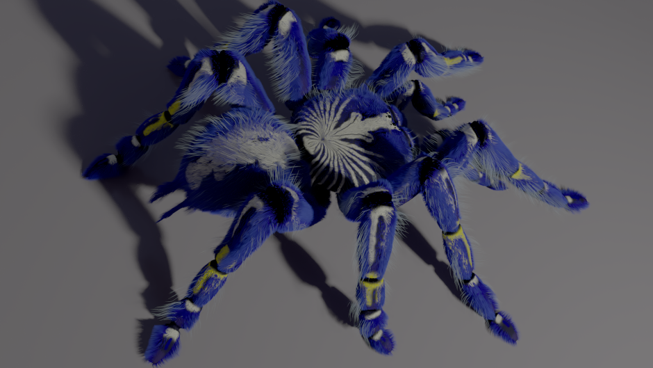 Phidippus mystaceus