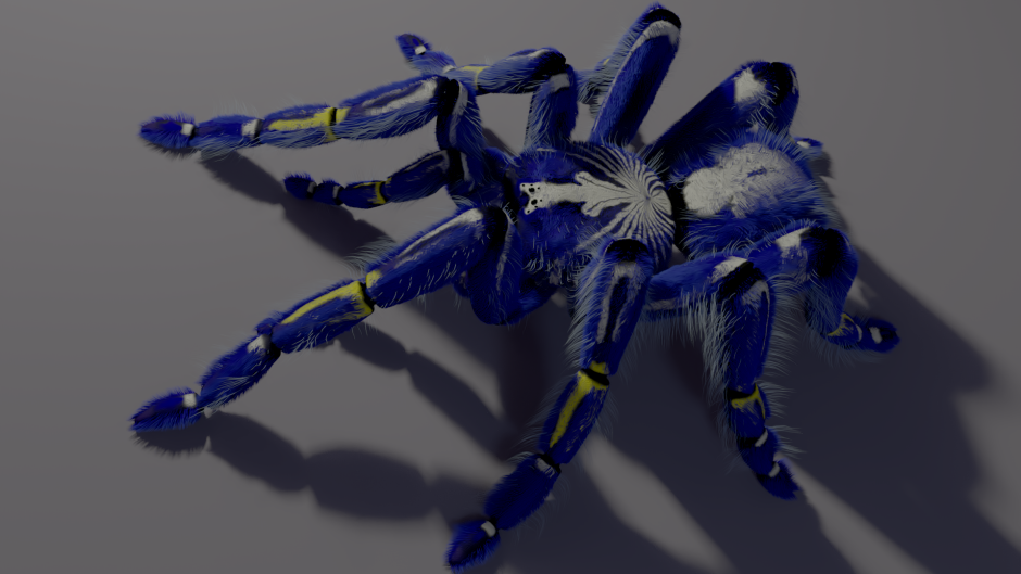Паук Brachypelma smithi голод