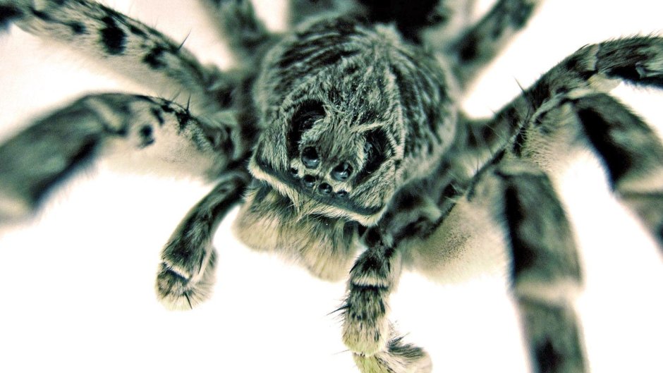 Phidippus Audax