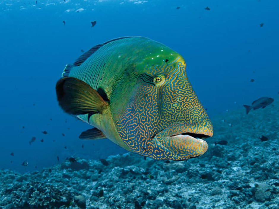 Humphead Wrasse