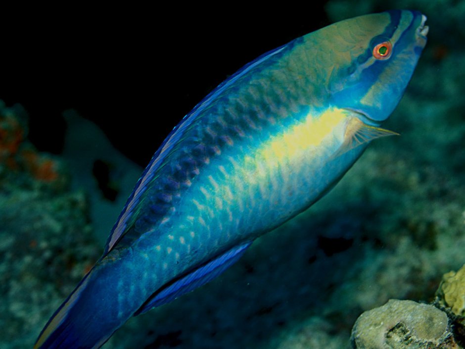 Scarus sordidus