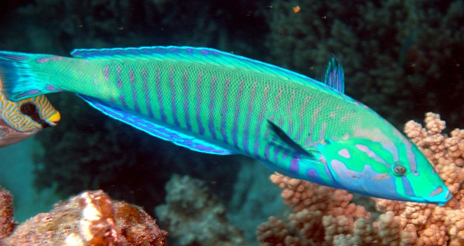 Neoclinus blanchardi