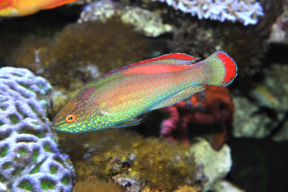 Cirrhilabrus rubrimarginatus