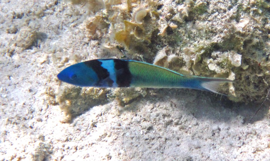 Thalassoma bifasciatum