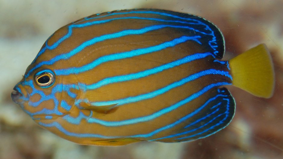 Scarus rubroviolaceus