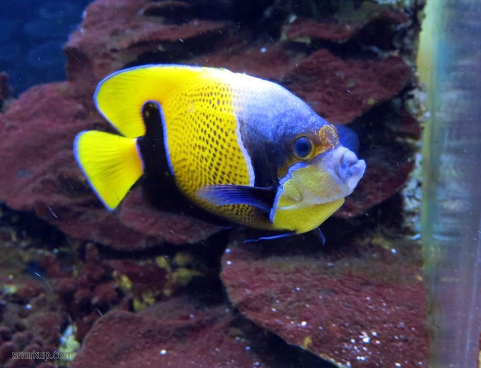 Pomacanthus (Euxiphipops) navarchus