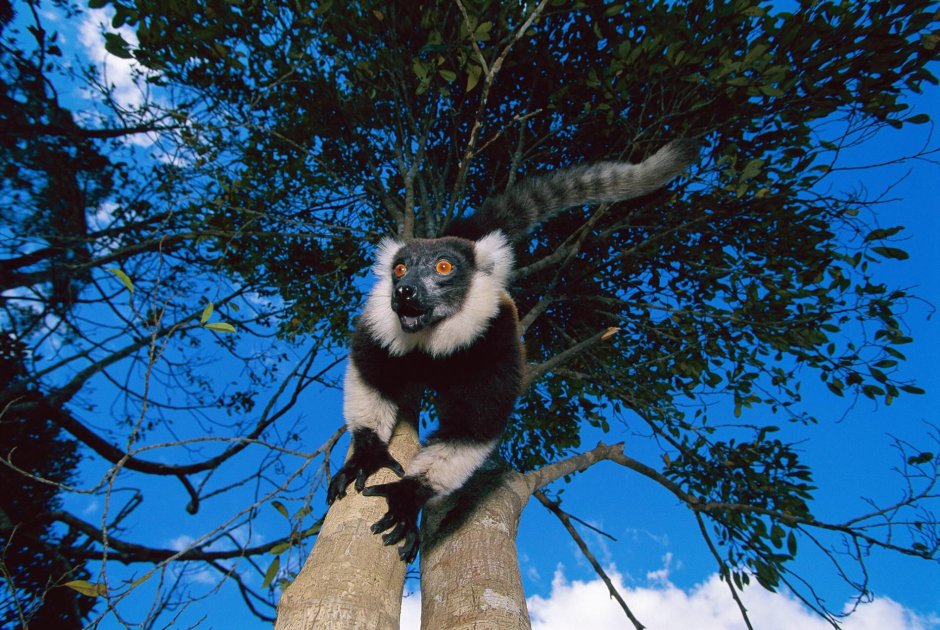Lemurs become extinct