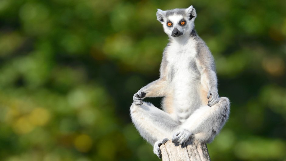 Кошачий лемур медитирует