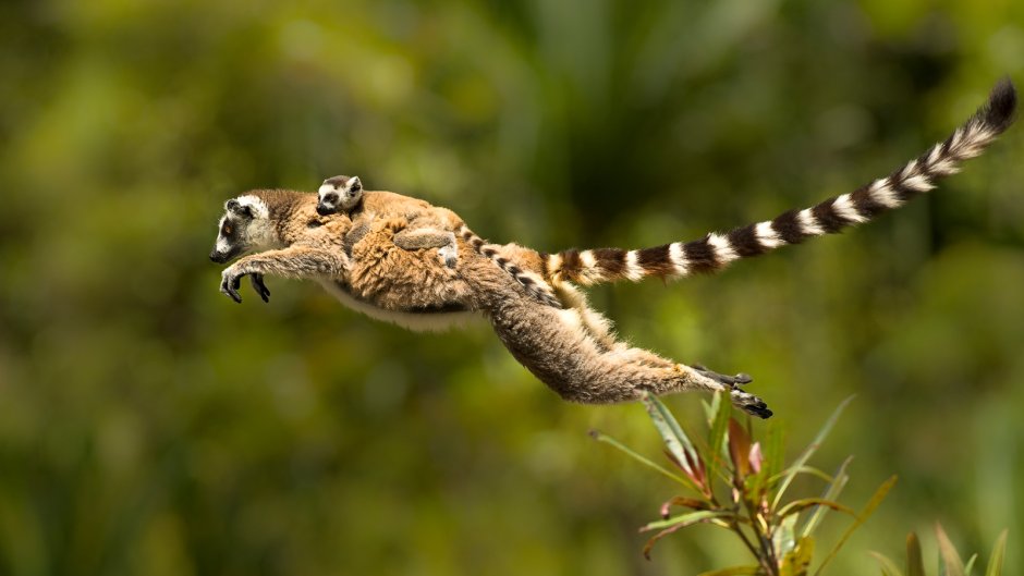 National Geographic Мадагаскар