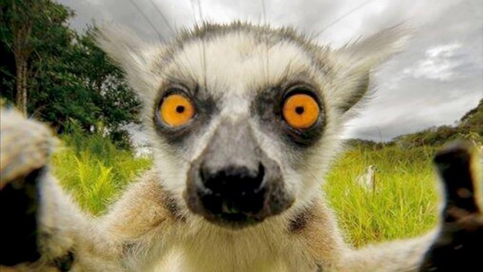 Sasacilo fotoebi