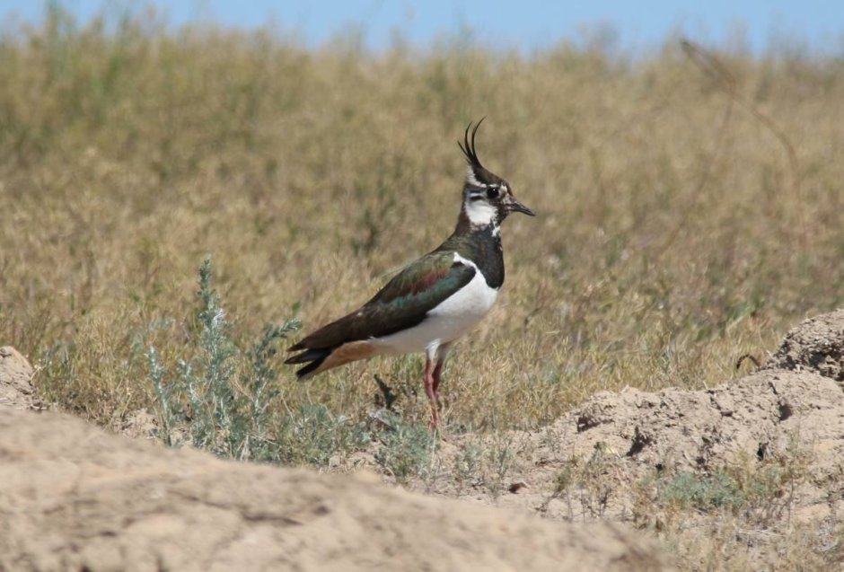 Чибис Vanellus Vanellus leucurus.