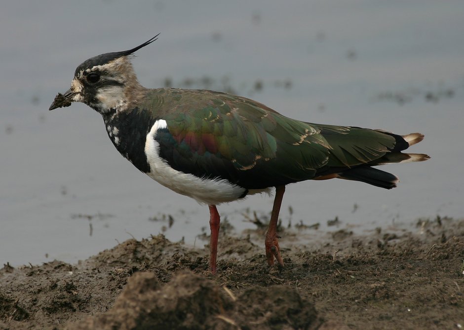 Vanellus Chilensis