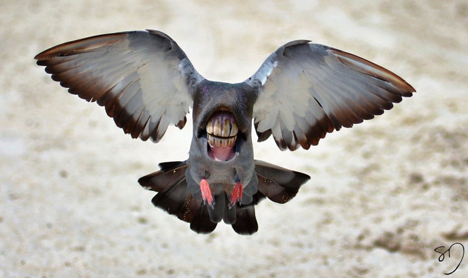 Чибис Vanellus Vanellus