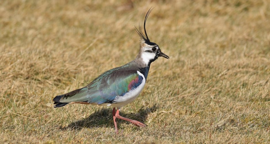 Чибис Vanellus Vanellus