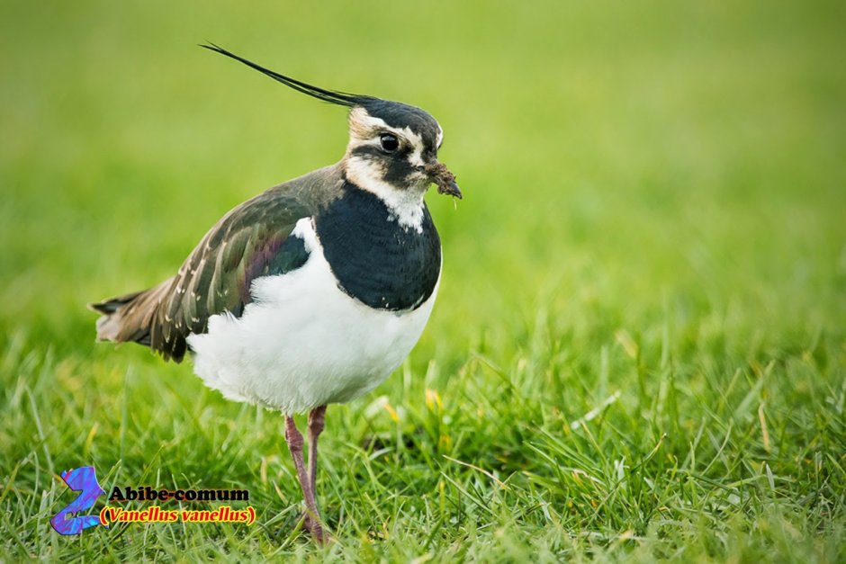 Lapwings Wading Bird