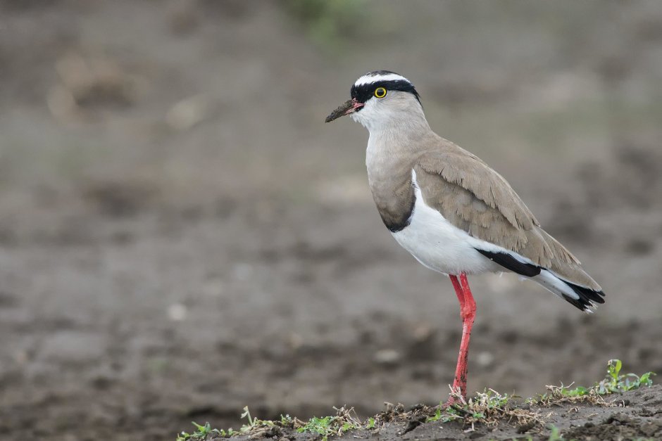 Killdeer Ohio