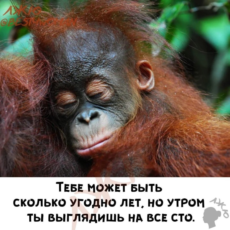 Орангутанг на аву
