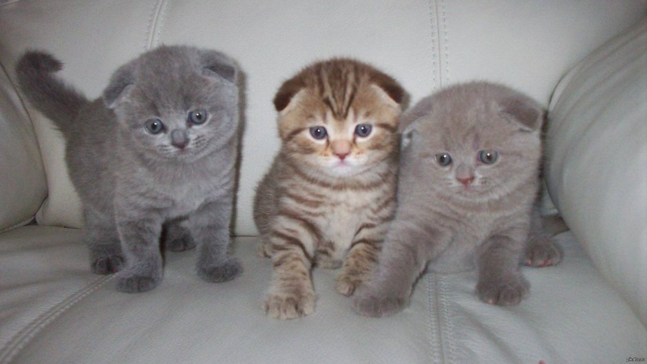 Шотландская вислоухая кошка